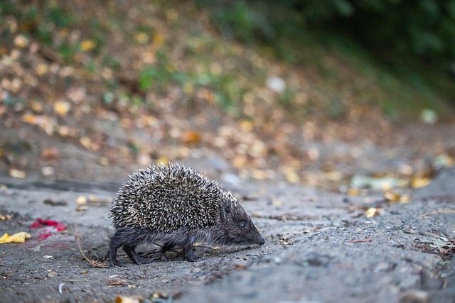中沙之战成 中沙之战成